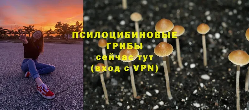 MEGA как зайти  Мурманск  Галлюциногенные грибы Cubensis 